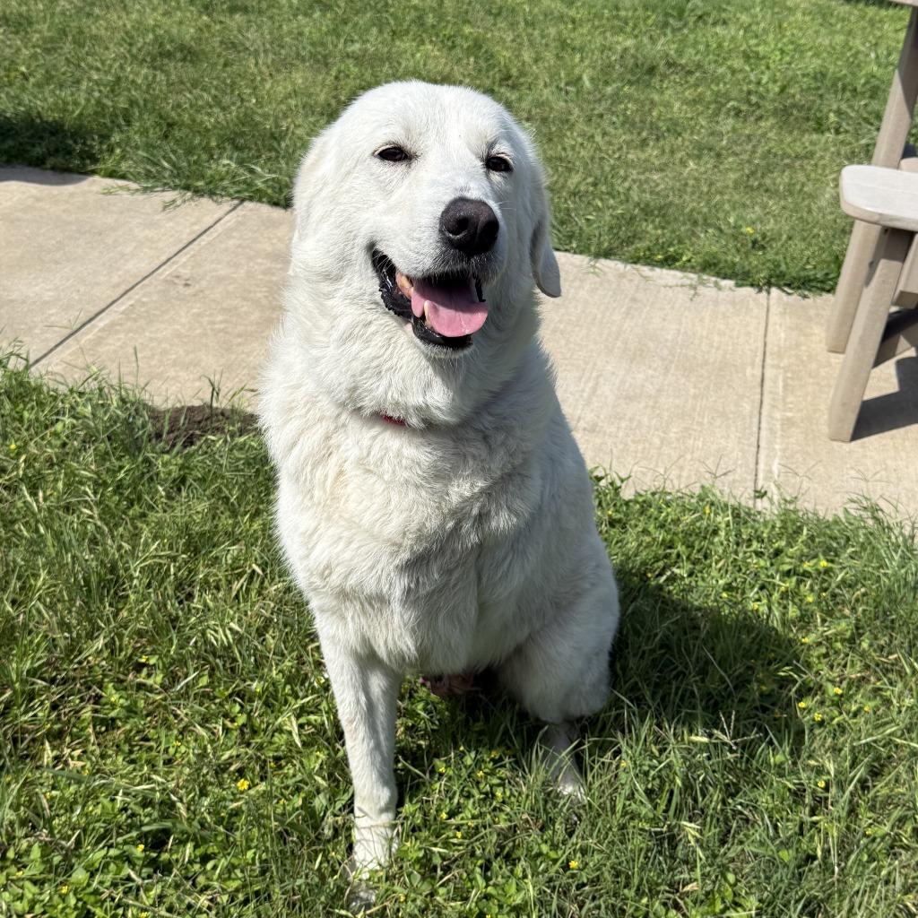 Enlarge Brie, a Adoptable Great Pyrenees in Brenham, TX image 5/6