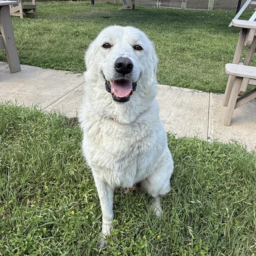 Enlarge Brie, a Adoptable Great Pyrenees in Brenham, TX image 6/6