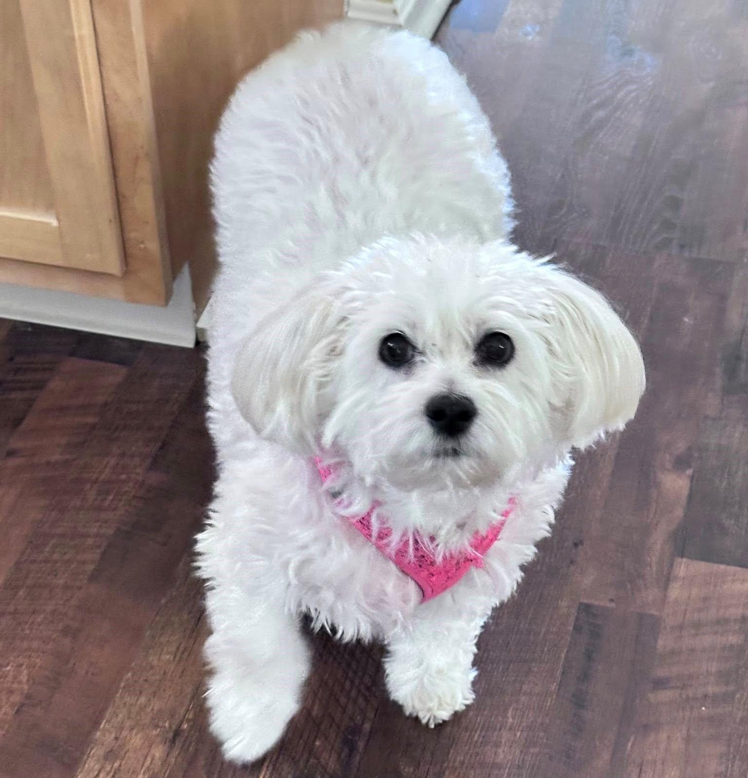 Angel Baby-Special Needs Senior, a Adoptable mixed breed in Rootstown, OH image 1/3