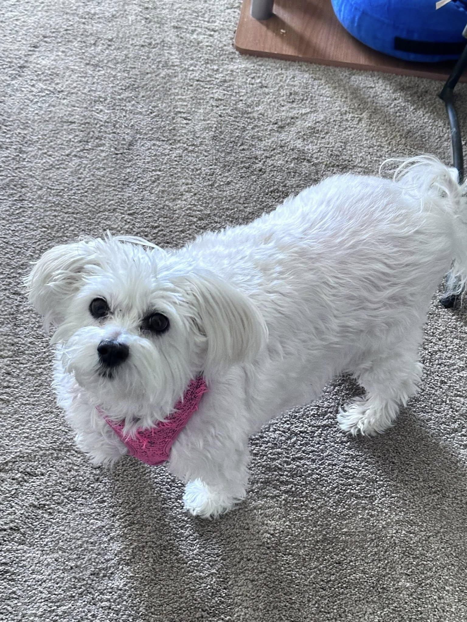 Angel Baby-Special Needs Senior, a Adoptable mixed breed in Rootstown, OH image 2/3