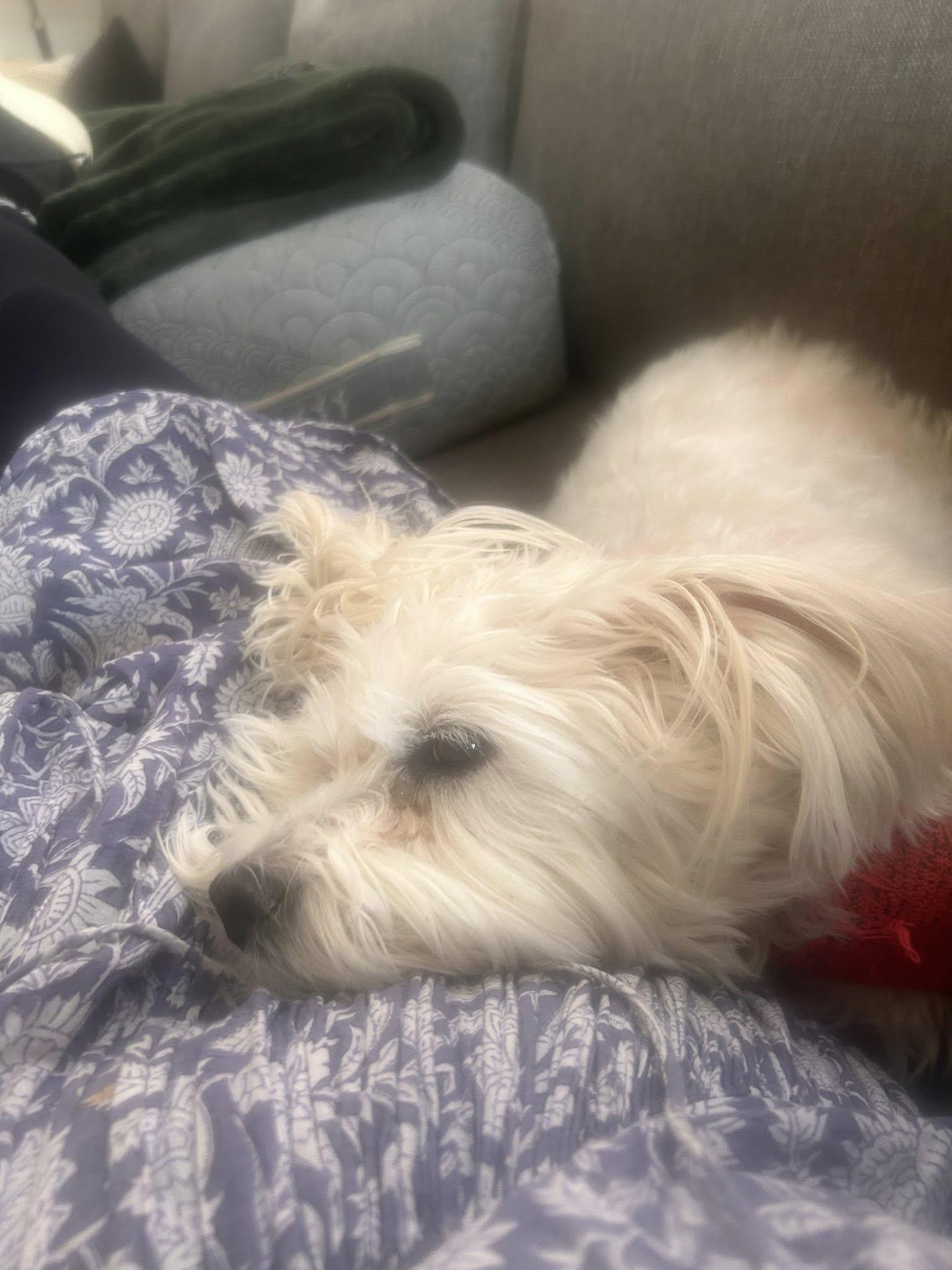 Angel Baby-Special Needs Senior, a Adoptable mixed breed in Rootstown, OH image 3/3