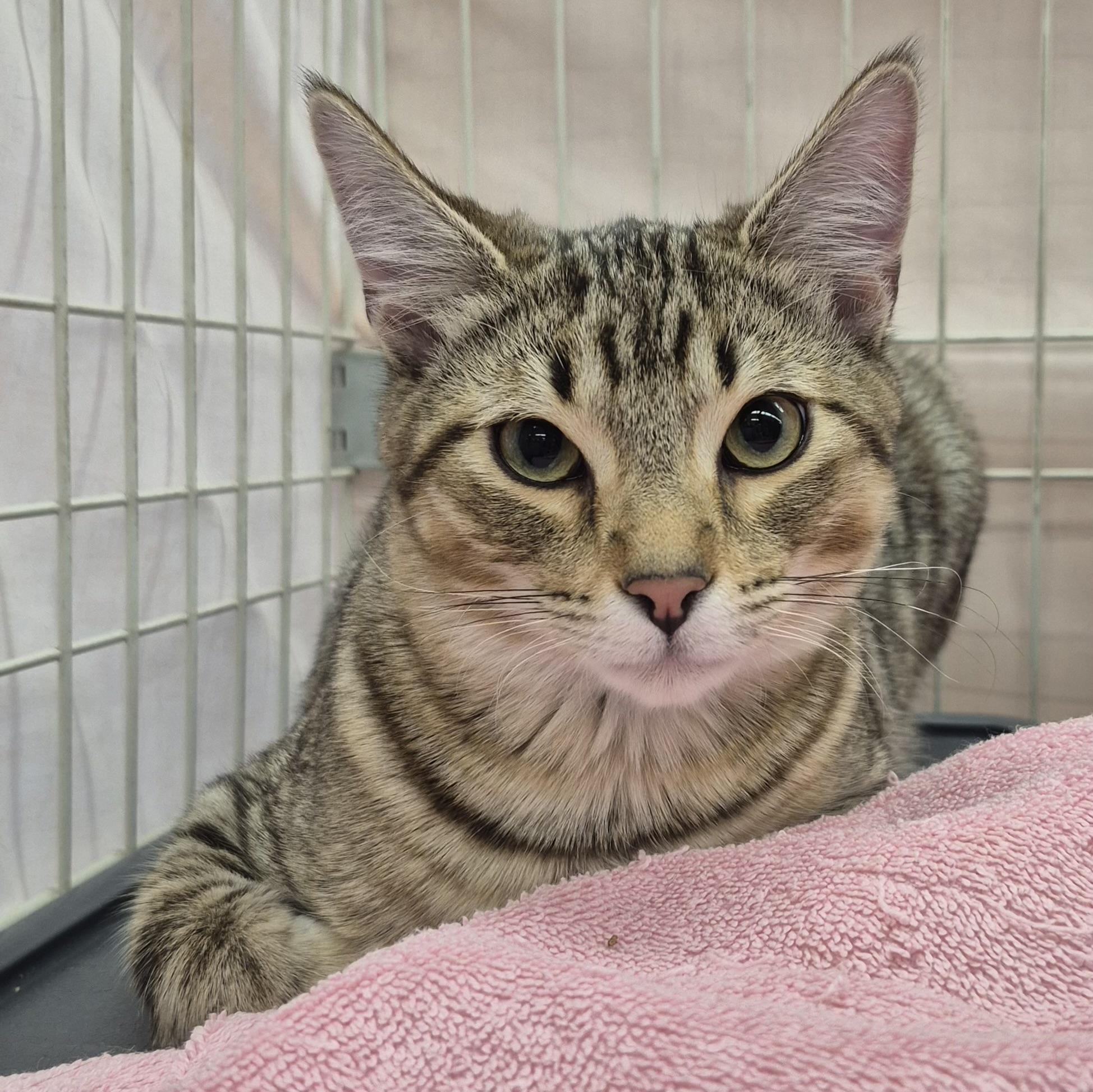 Enlarge Espeon, a ADOPTABLE mixed breed in Albuquerque, NM image 2/3
