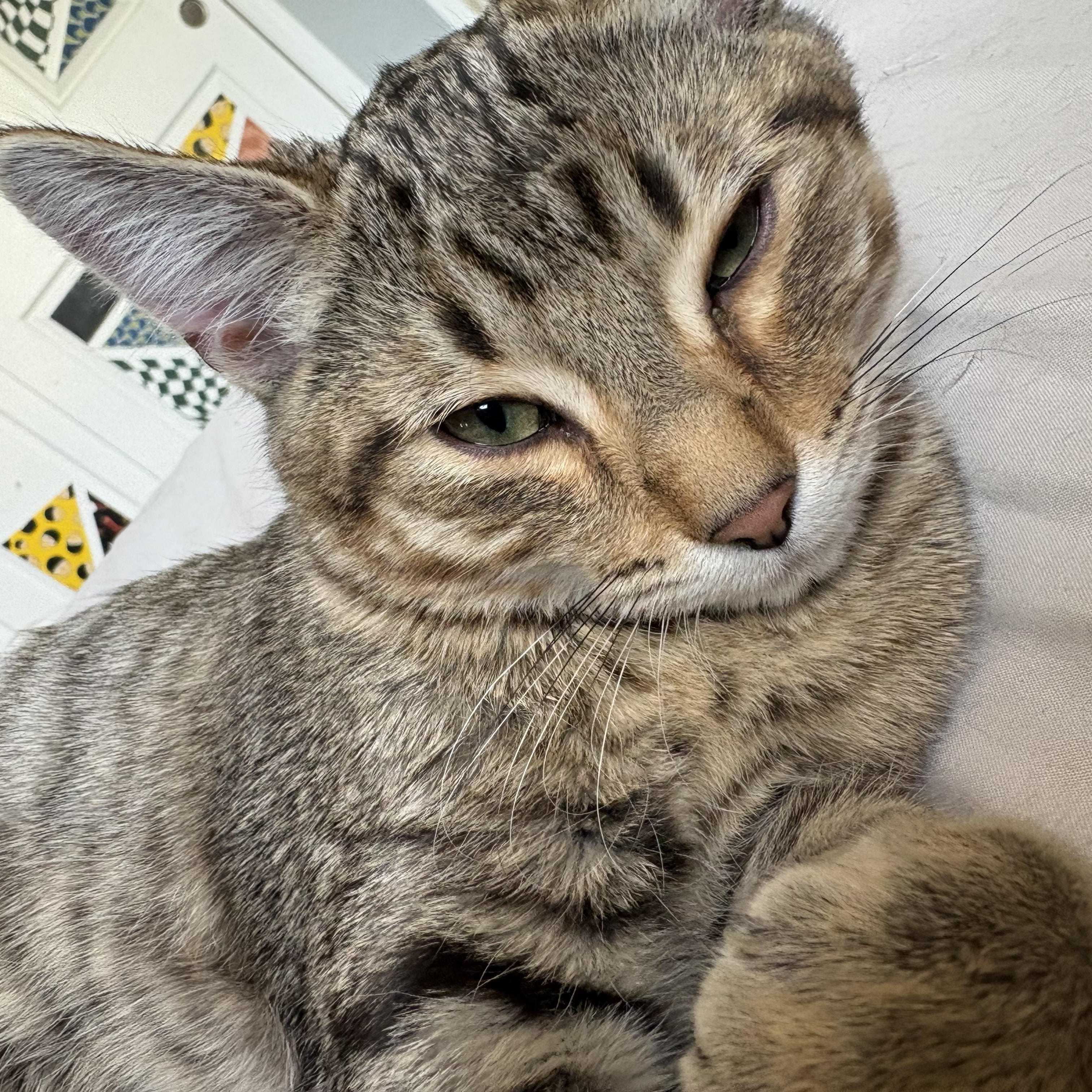 Enlarge Espeon, a ADOPTABLE mixed breed in Albuquerque, NM image 3/3