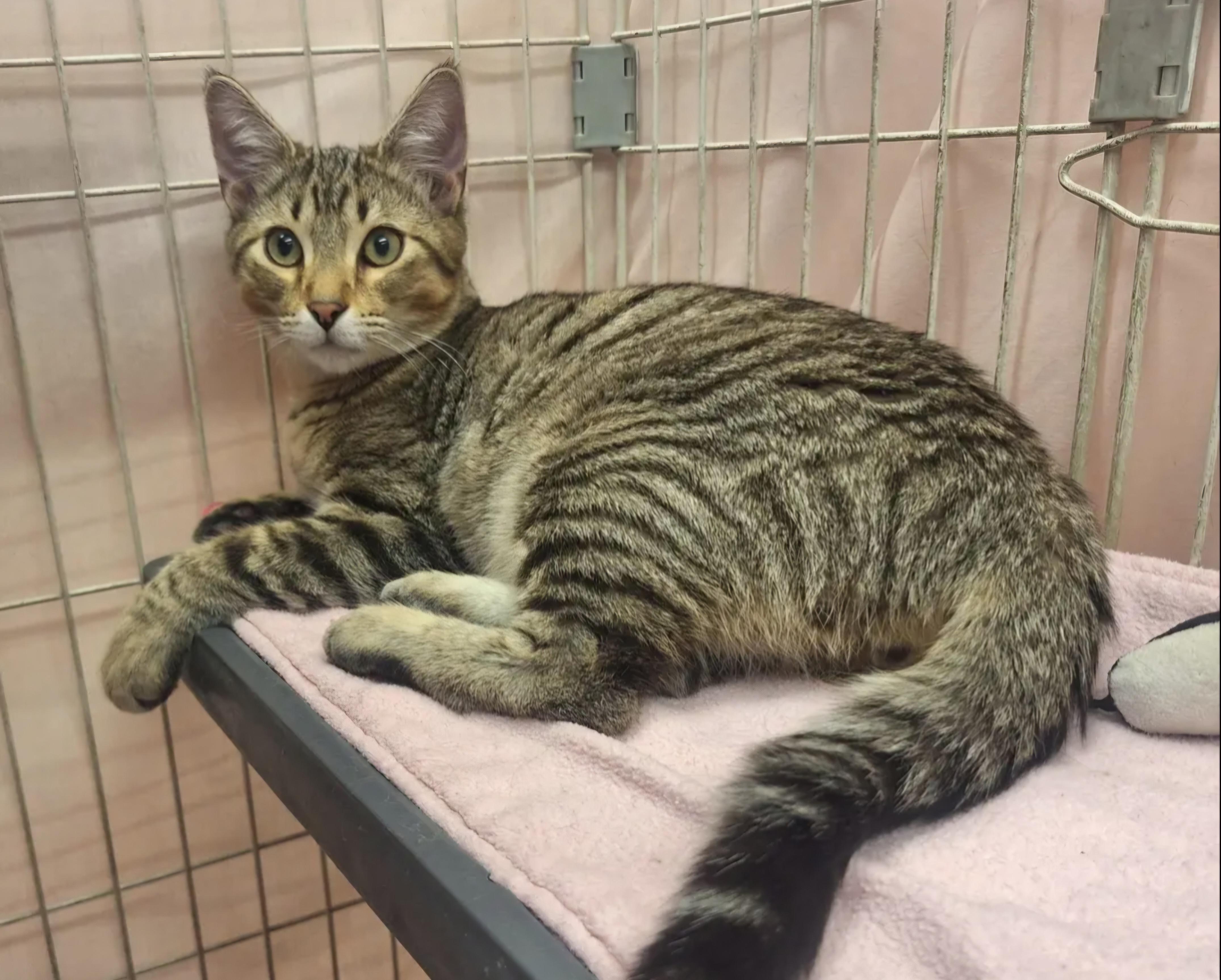 Enlarge Espeon, a ADOPTABLE mixed breed in Albuquerque, NM image 1/3