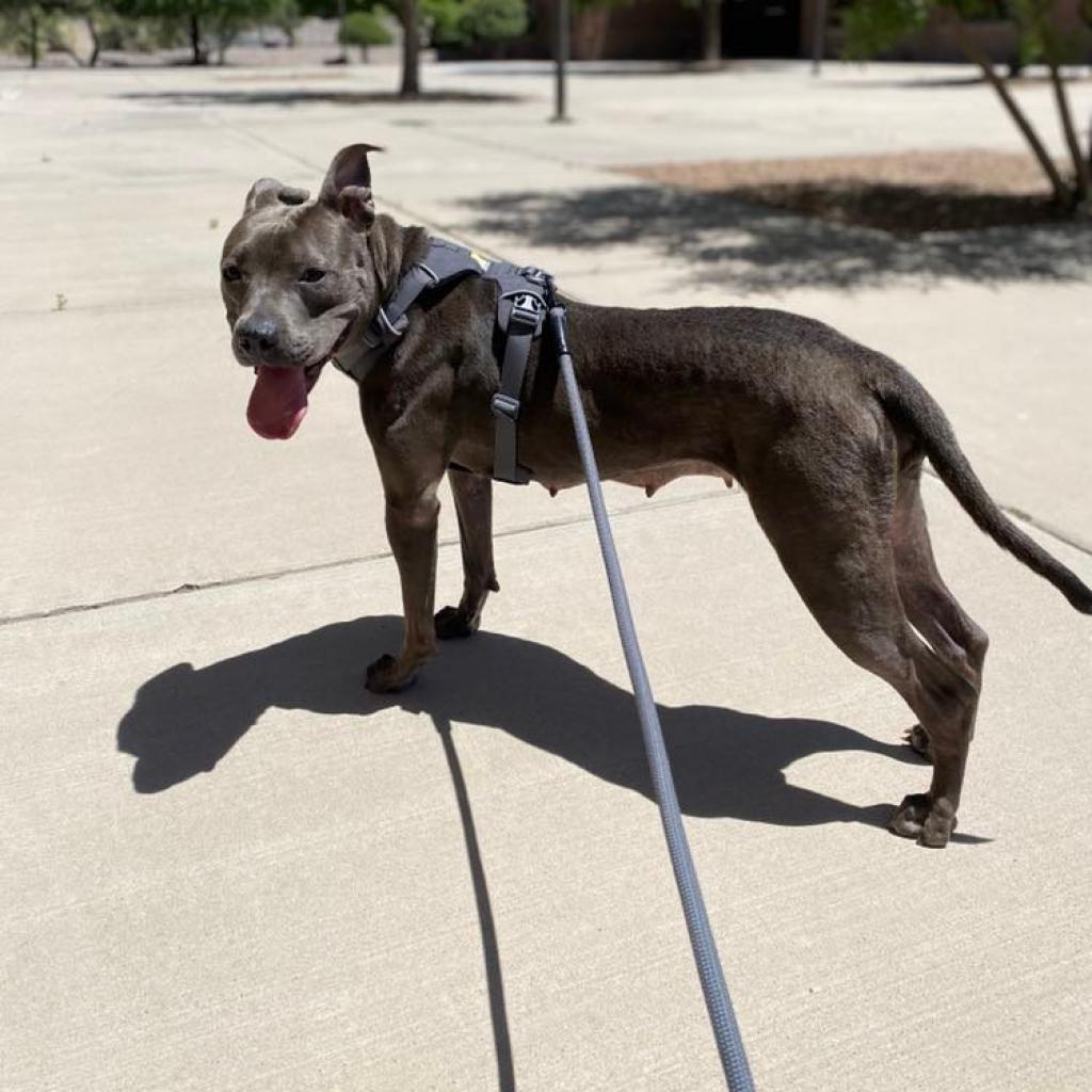 Sweetie - PAWS, Adoptable, Senior Female Mixed Breed.