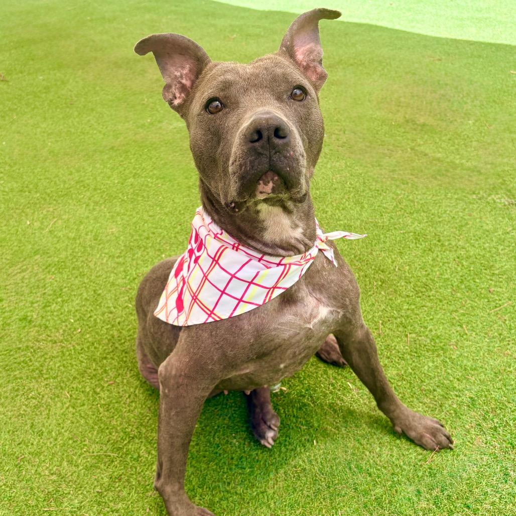 Sweetie - PAWS, a Adoptable Mixed Breed in Las Cruces, NM image 2/6