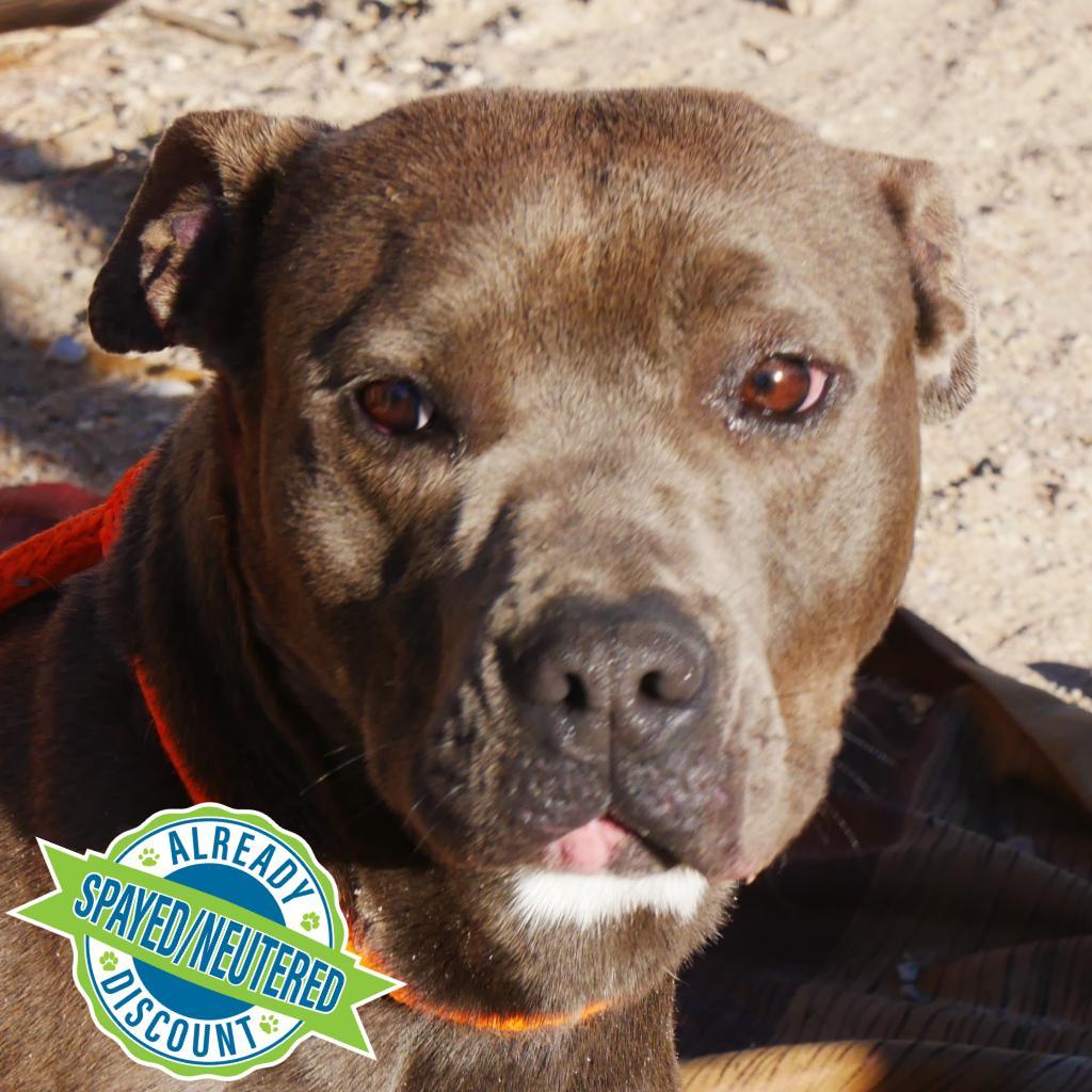 Sweetie - PAWS, a Adoptable Mixed Breed in Las Cruces, NM image 3/6