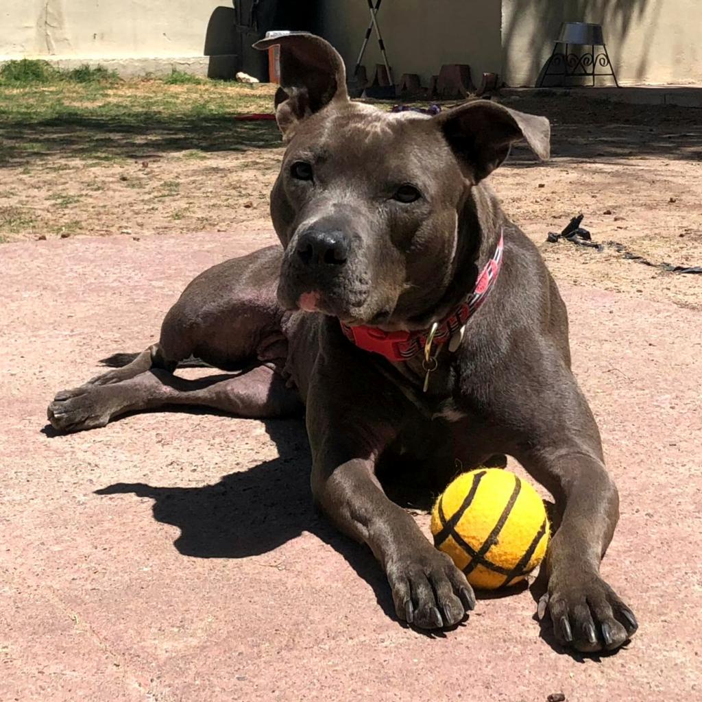 Sweetie - PAWS, a Adoptable Mixed Breed in Las Cruces, NM image 4/6