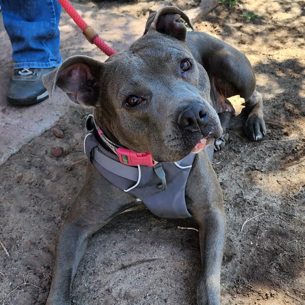 Sweetie - PAWS, a Adoptable Mixed Breed in Las Cruces, NM image 5/6