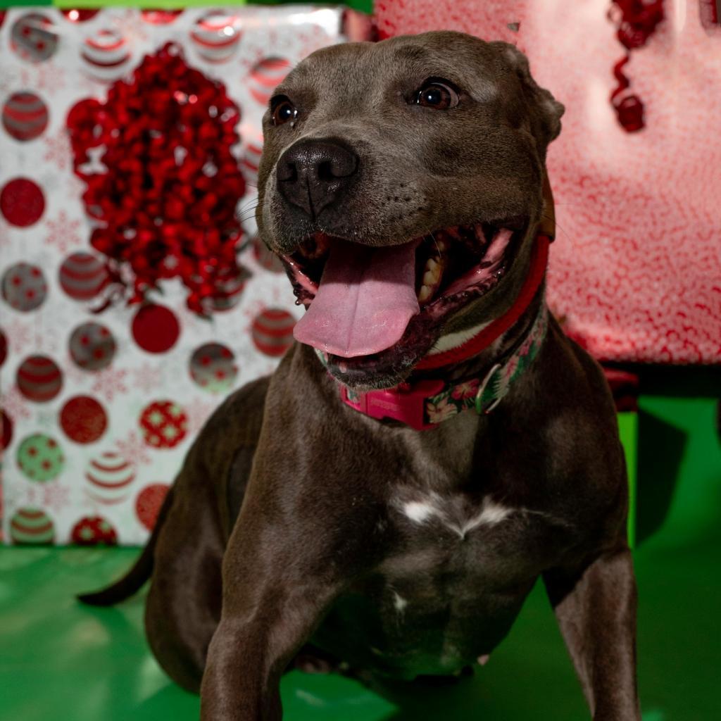 Sweetie - PAWS, a Adoptable Mixed Breed in Las Cruces, NM image 6/6