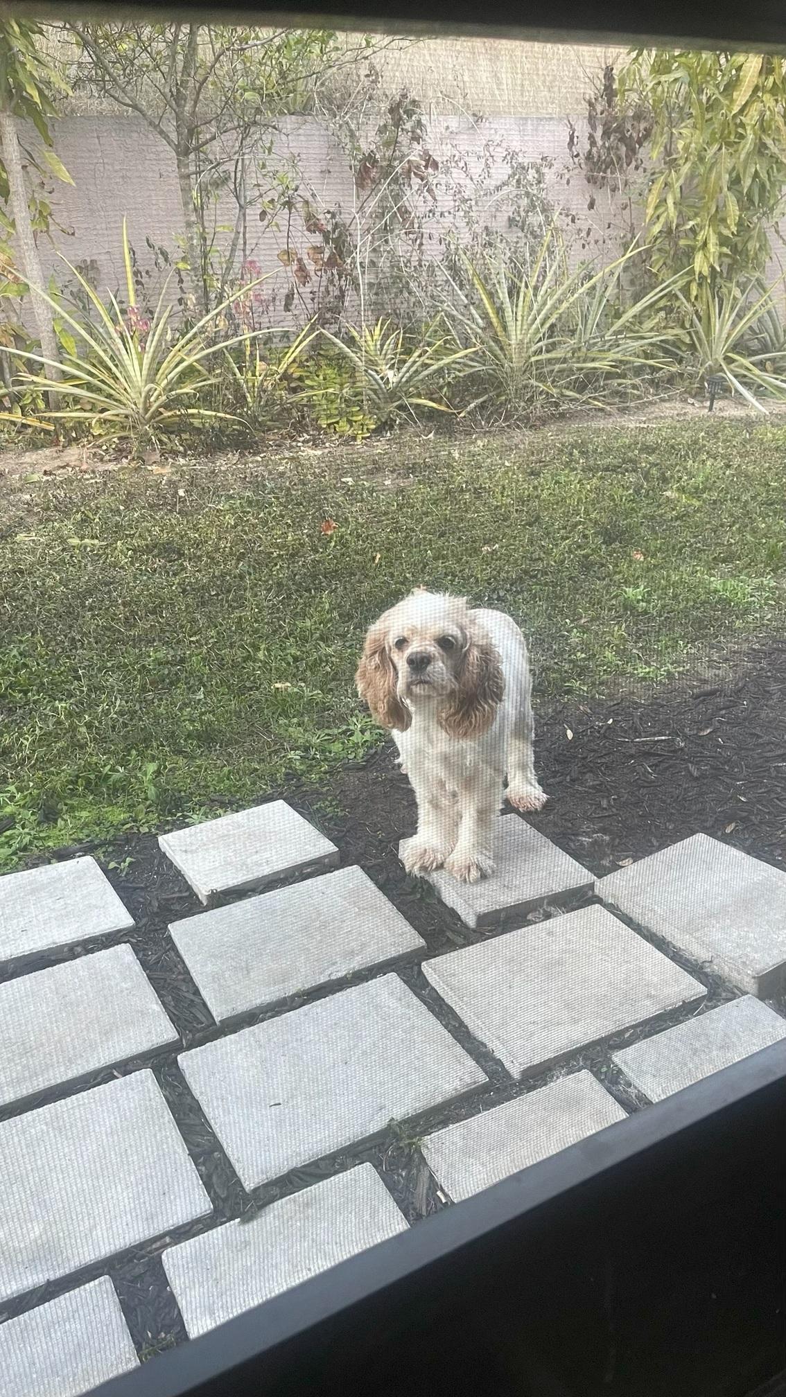 Enlarge Princess, an adopted Cocker Spaniel in Orlando, FL image 6/6