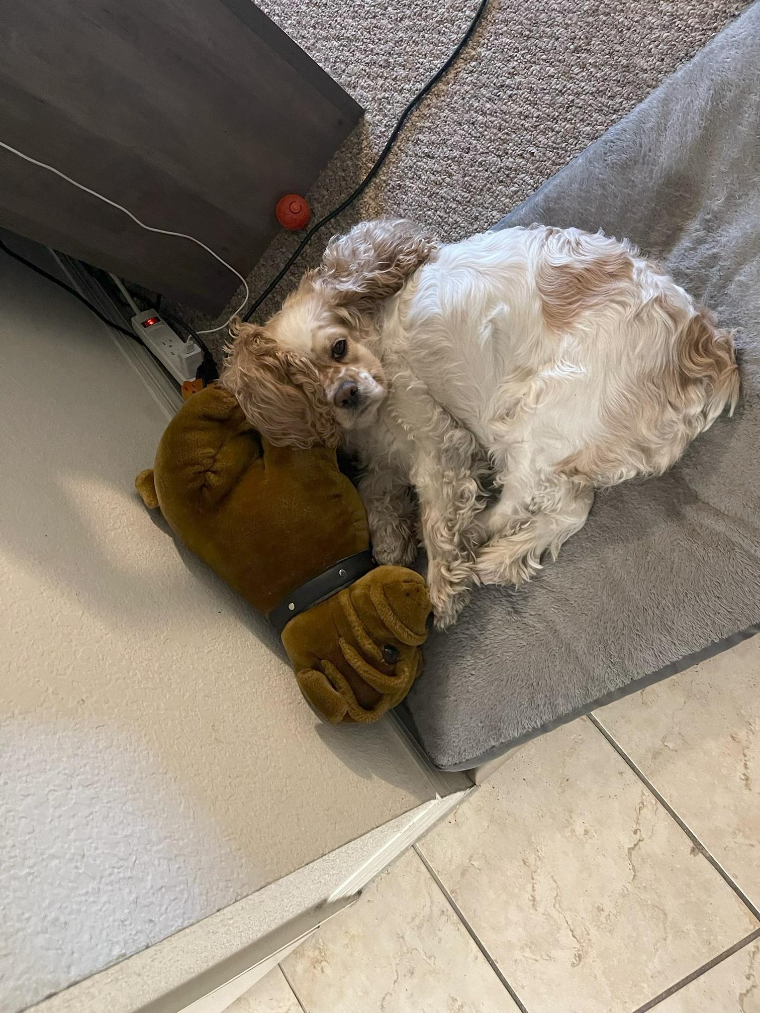 Enlarge Princess, an adopted Cocker Spaniel in Orlando, FL image 4/6