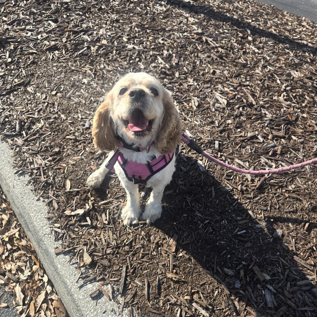 Enlarge Princess, an adopted Cocker Spaniel in Orlando, FL image 2/6