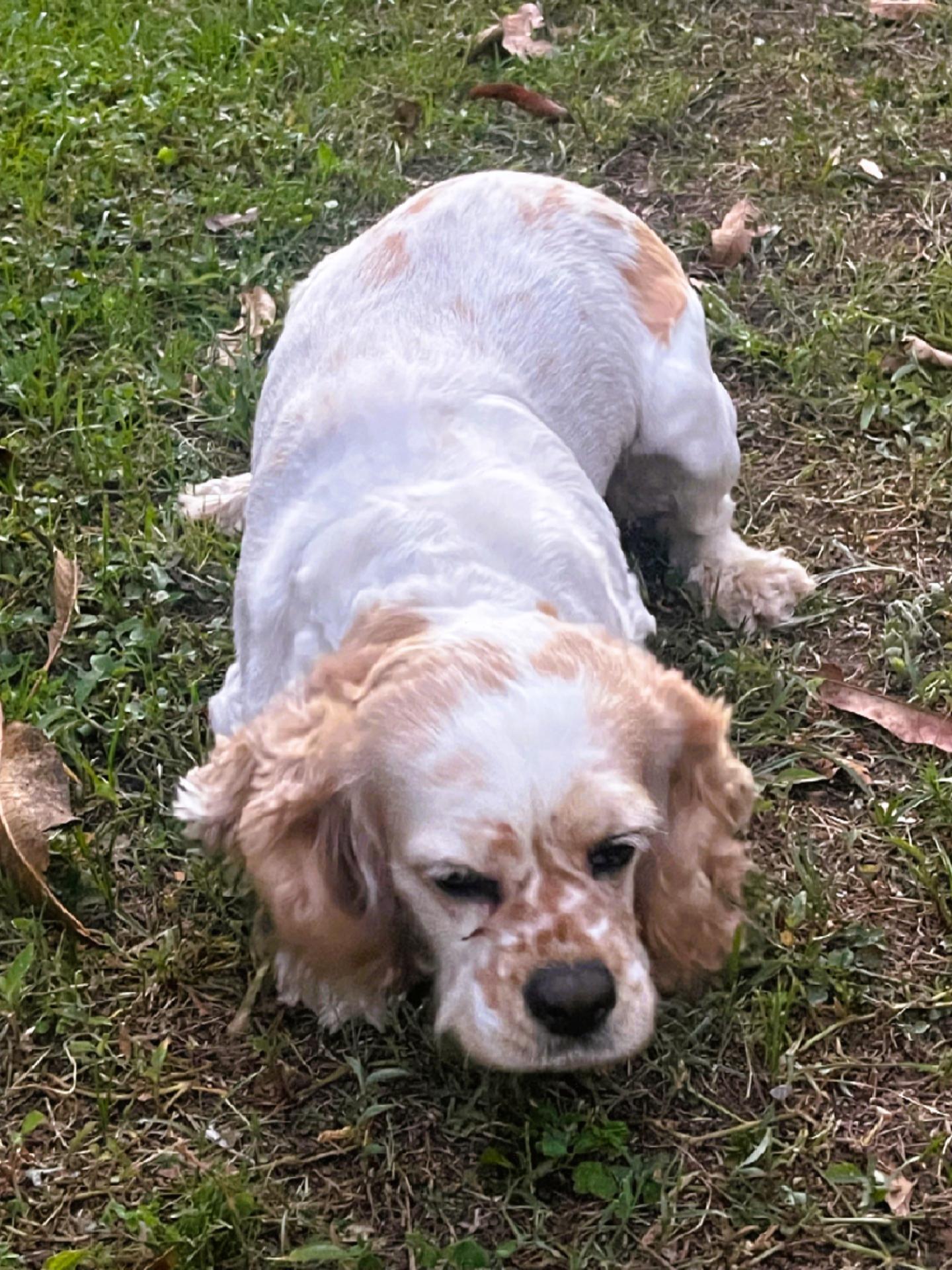 Enlarge Princess, an adopted Cocker Spaniel in Orlando, FL image 5/6