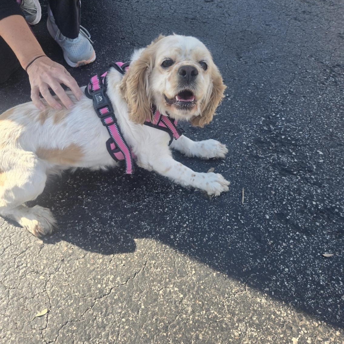 Enlarge Princess, an adopted Cocker Spaniel in Orlando, FL image 1/6