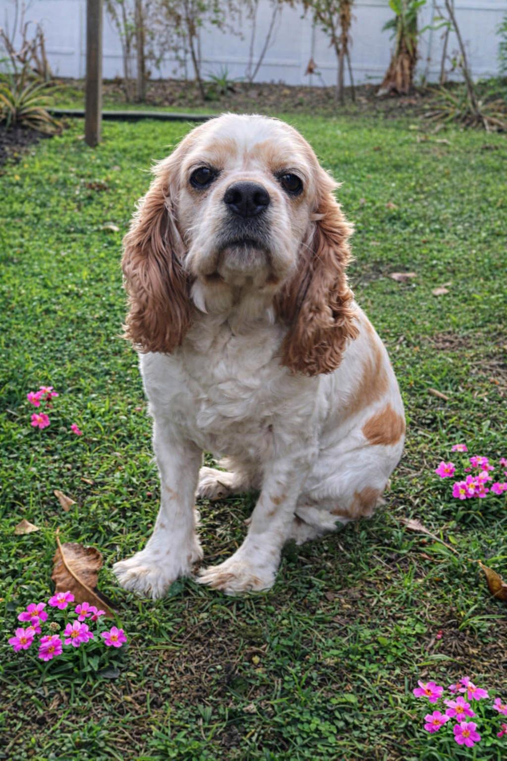 Enlarge Princess, an adopted Cocker Spaniel in Orlando, FL image 3/6