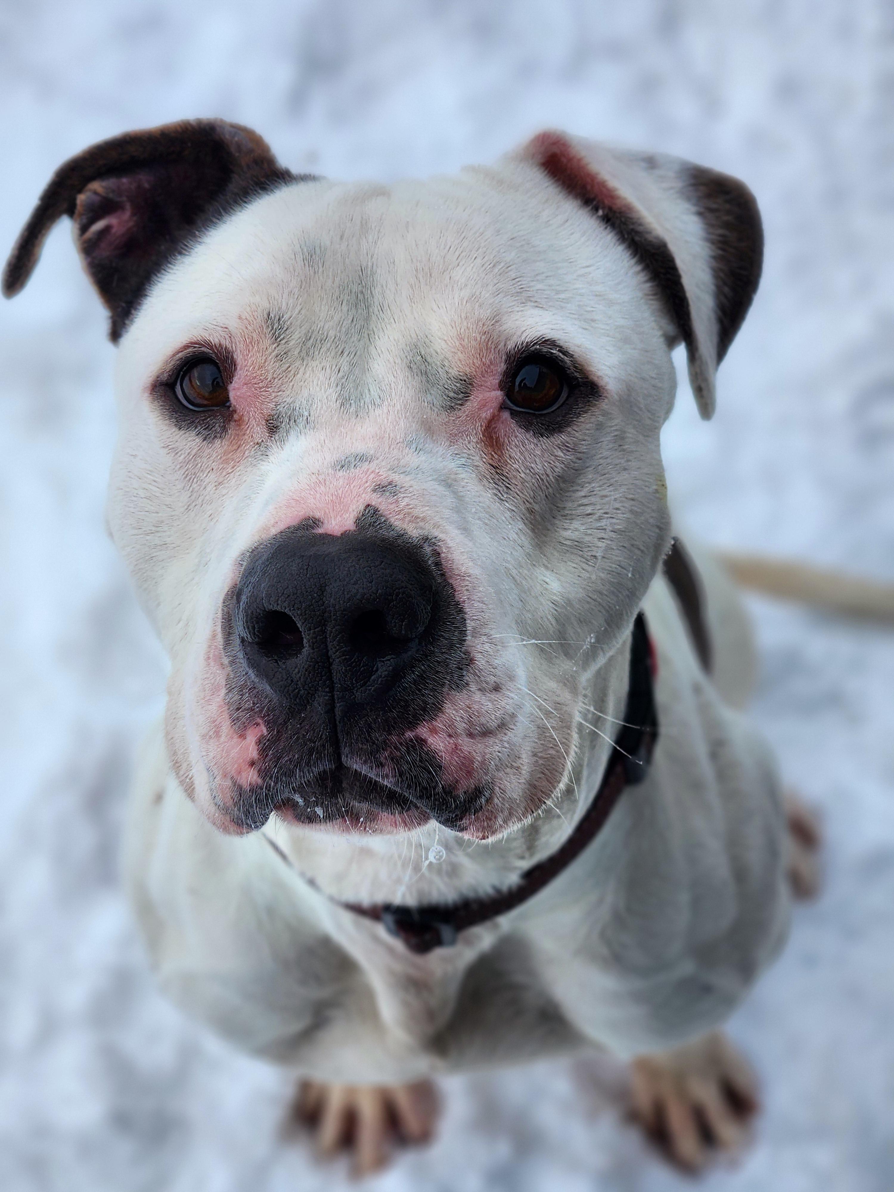 Enlarge Turbo, a ADOPTABLE mixed breed in Warren, OH image 2/2