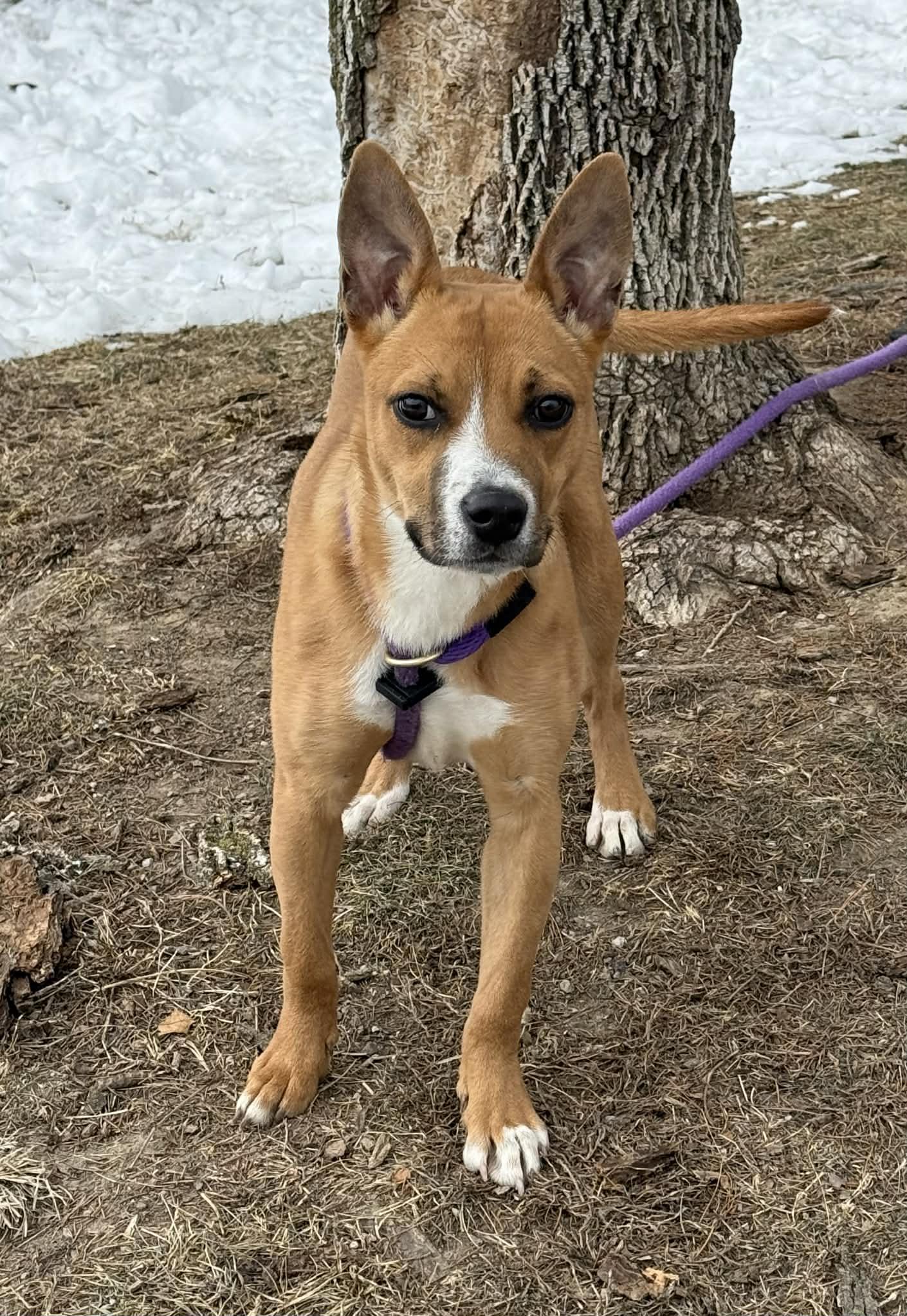 Taliah, adopted, Young Female Pit Bull Terrier.