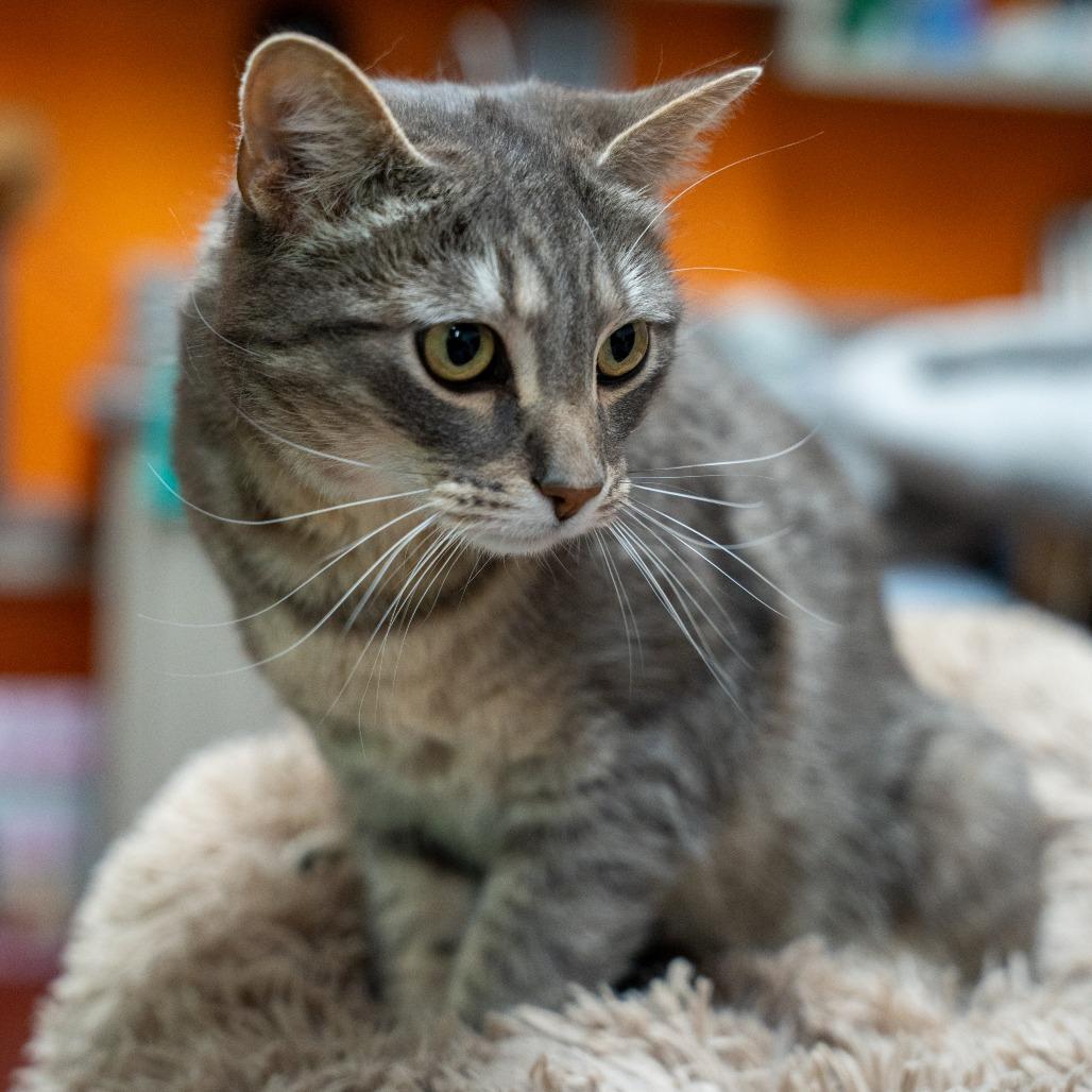 Wilson, a Adoptable Domestic Short Hair in Gainesville, GA image 1/6
