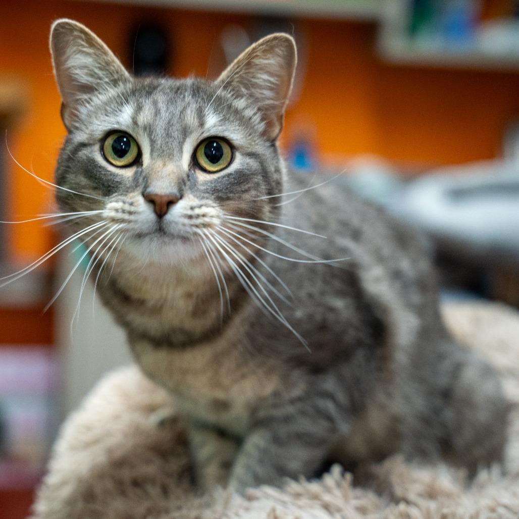 Wilson, a Adoptable Domestic Short Hair in Gainesville, GA image 2/6