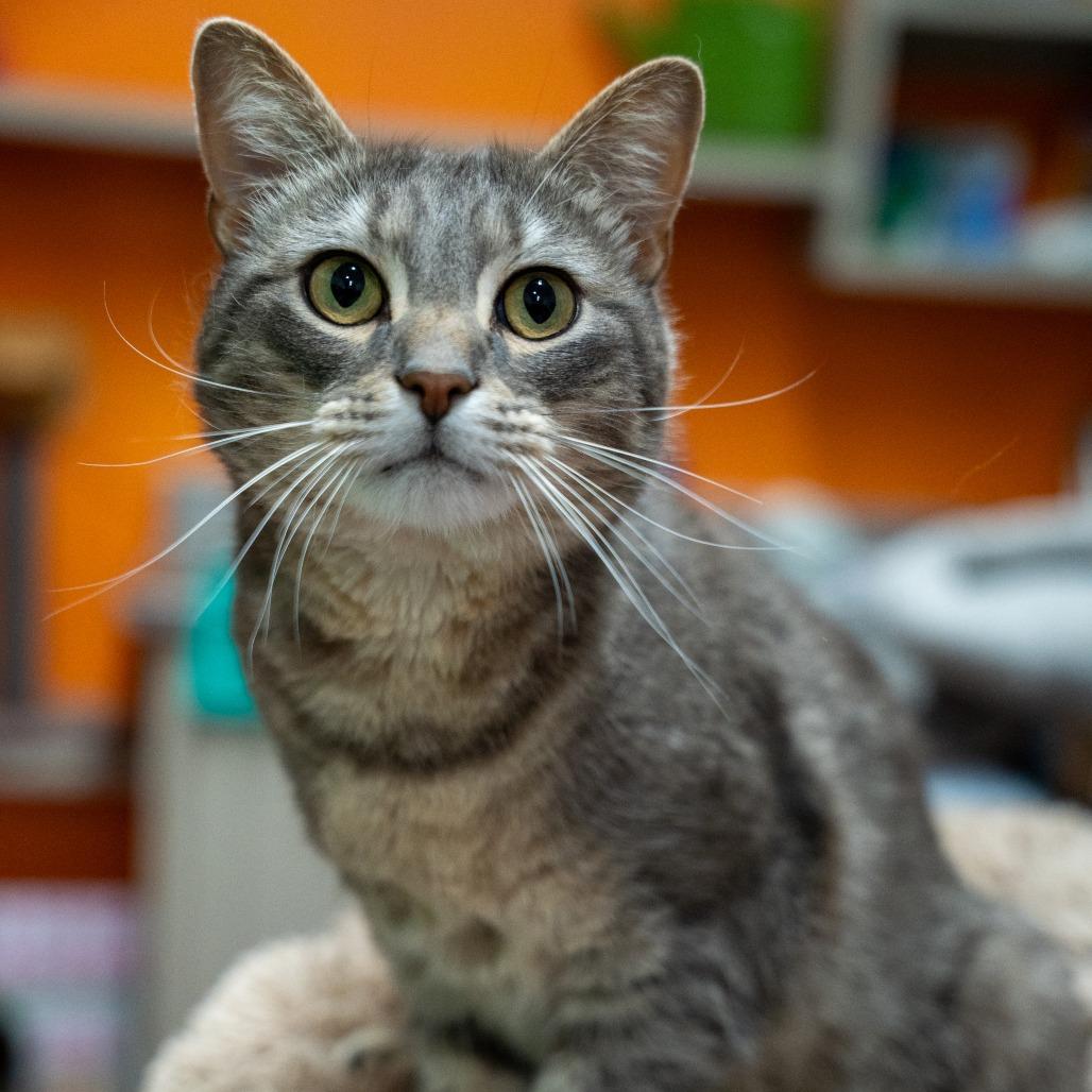 Wilson, a Adoptable Domestic Short Hair in Gainesville, GA image 3/6