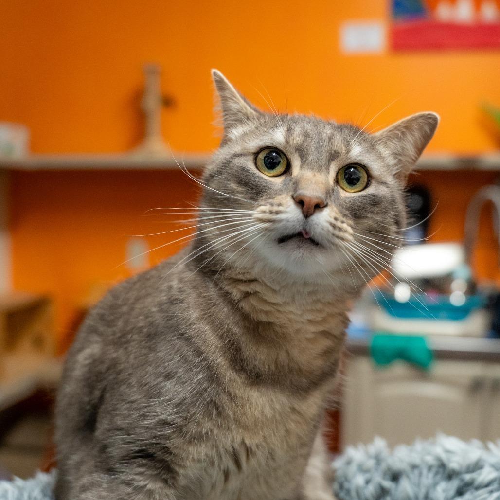 Wilson, a Adoptable Domestic Short Hair in Gainesville, GA image 4/6