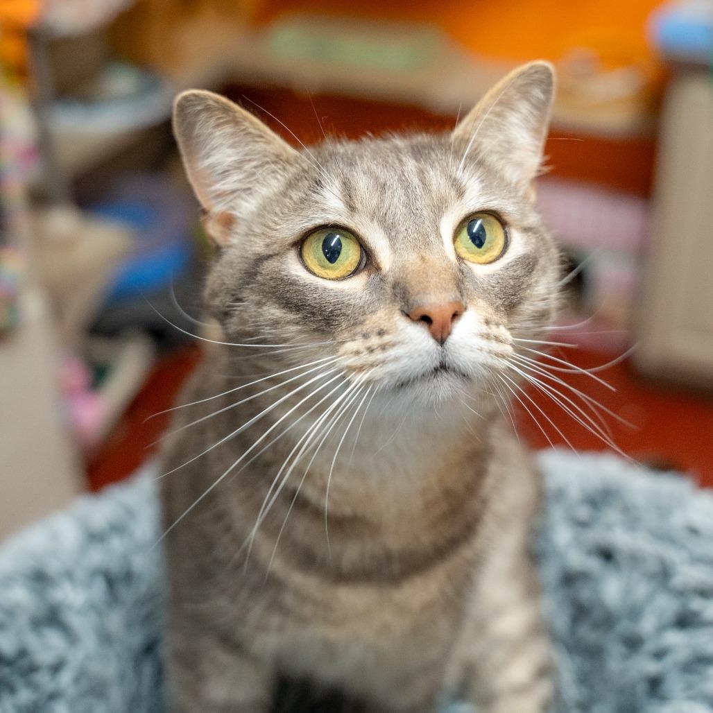 Wilson, a Adoptable Domestic Short Hair in Gainesville, GA image 5/6