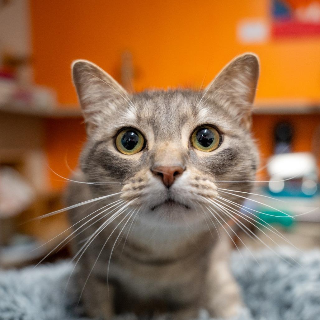 Wilson, a Adoptable Domestic Short Hair in Gainesville, GA image 6/6