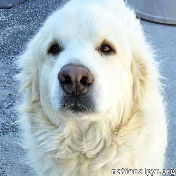 Fosters Needed - PA, a Adoptable Great Pyrenees in Beacon, NY image 1/6