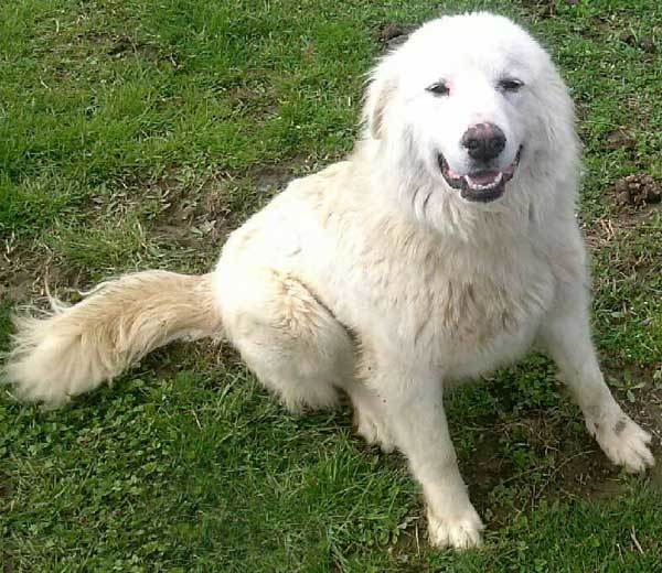 Fosters Needed - PA, a Adoptable Great Pyrenees in Beacon, NY image 2/6