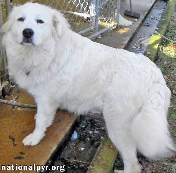 Fosters Needed - PA, a Adoptable Great Pyrenees in Beacon, NY image 3/6