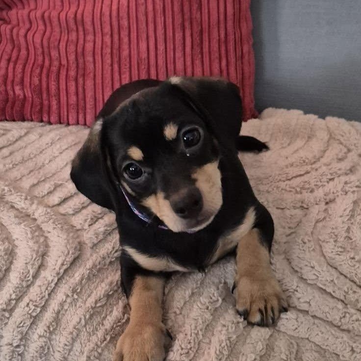 Macie, Adoptable, Puppy Female Chihuahua.