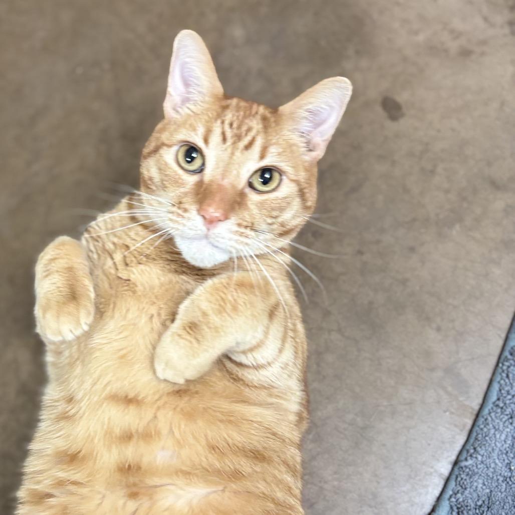 Tiger w/ Tigger — thumbnail 2