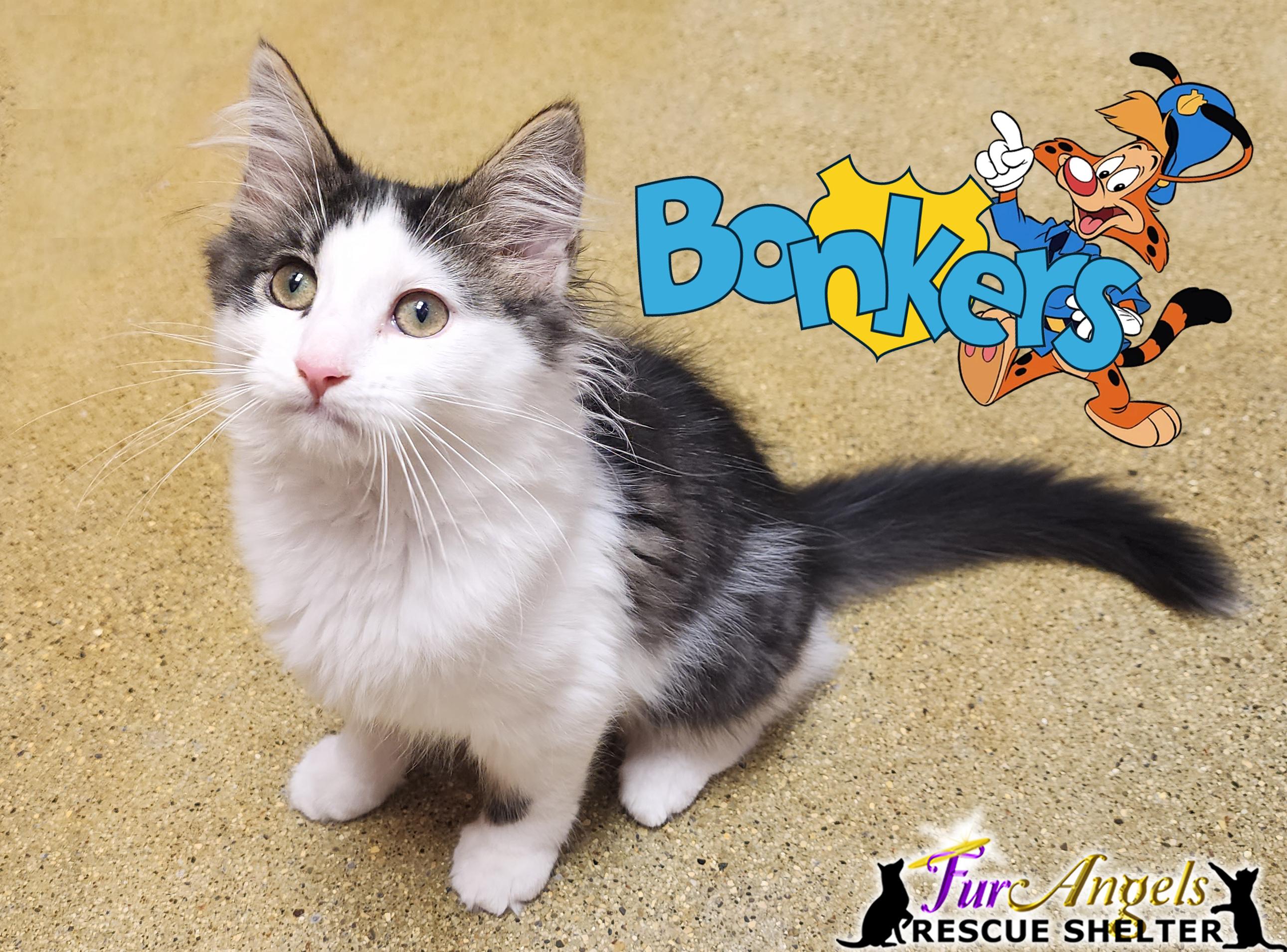 Enlarge Bonkers, an adopted Domestic Long Hair in Toledo, OH image 1/1