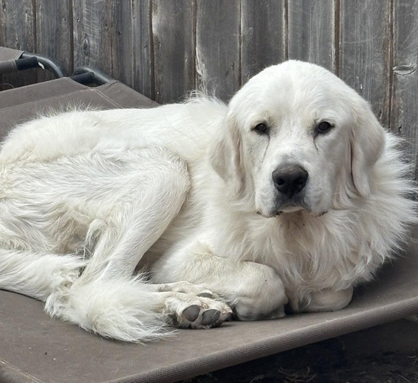 Enlarge Lucas, a Adoptable Great Pyrenees in Chicago, IL image 4/6