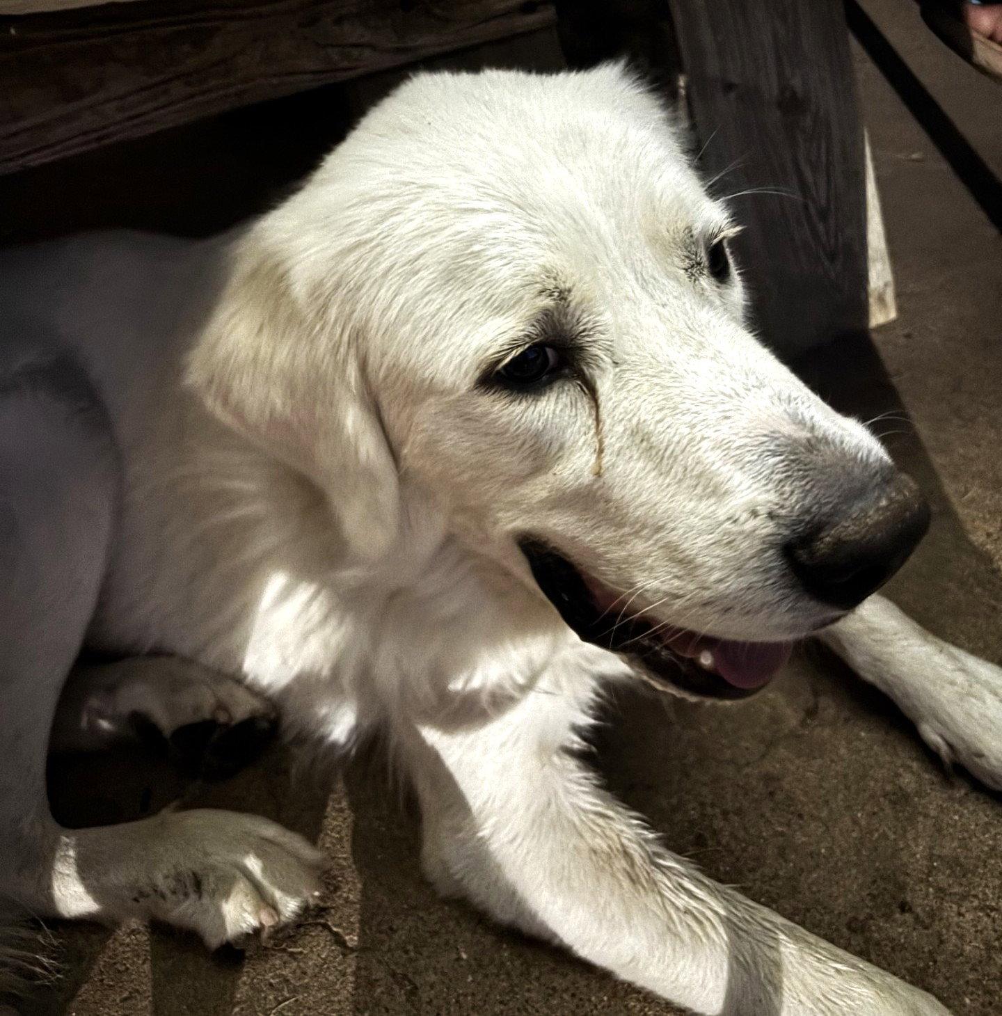 Enlarge Lucas, a Adoptable Great Pyrenees in Chicago, IL image 3/6