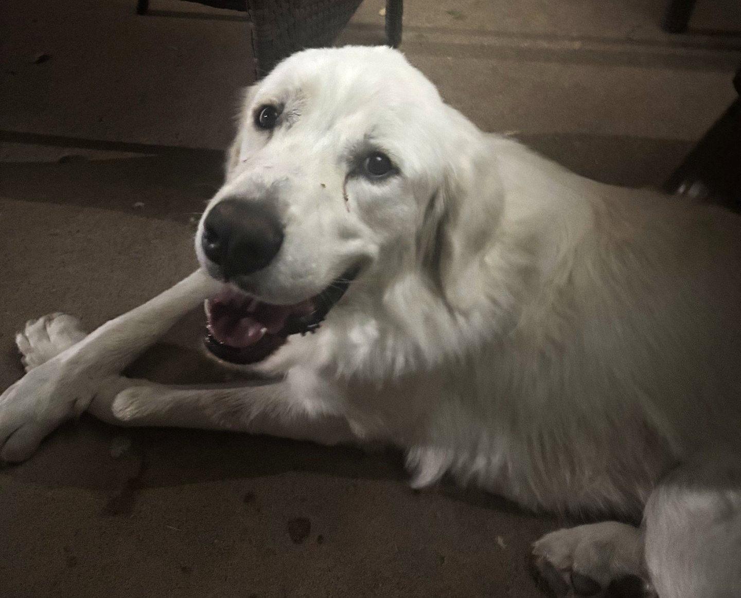 Enlarge Lucas, a Adoptable Great Pyrenees in Chicago, IL image 2/6
