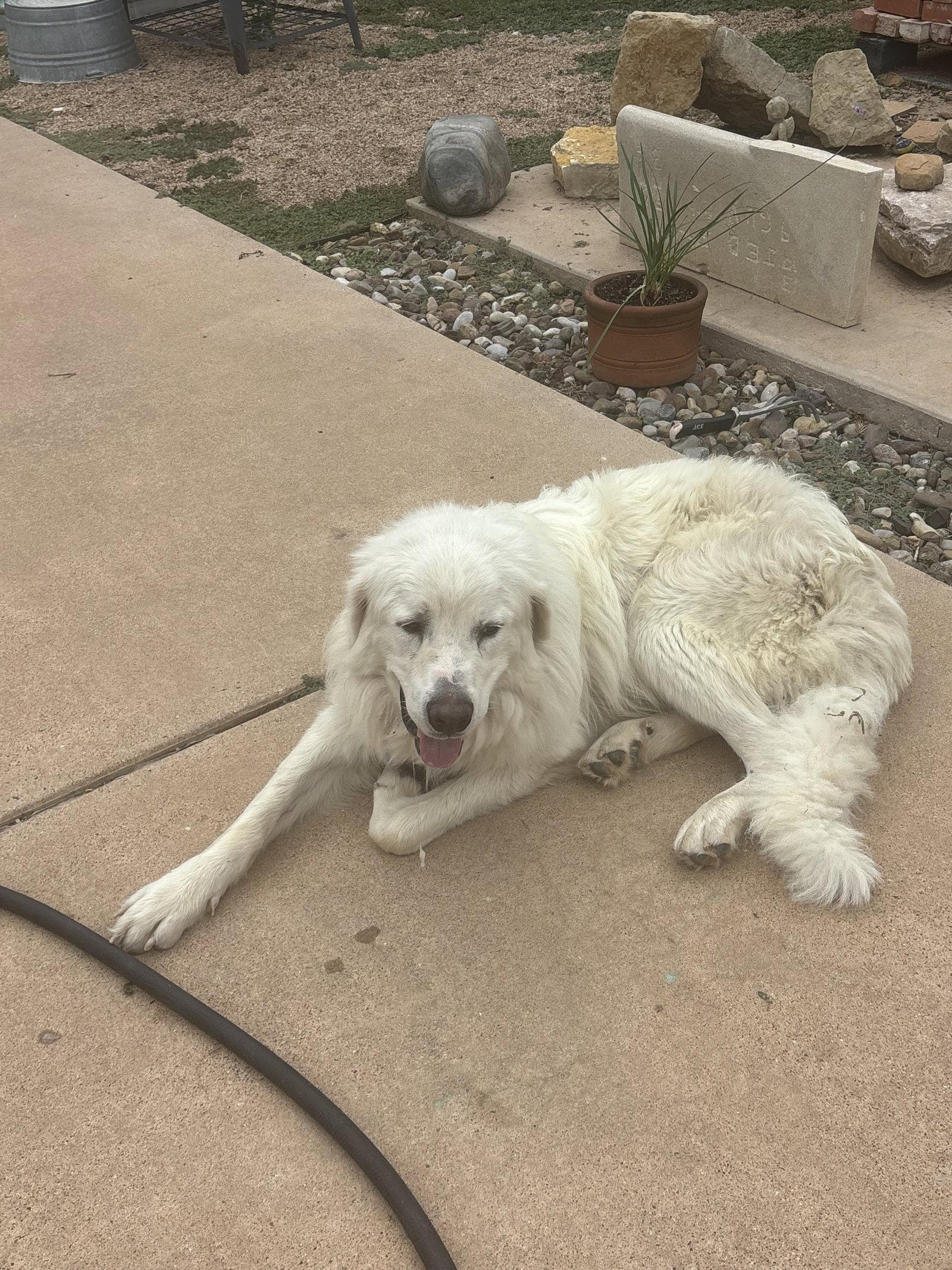 Enlarge Lucas, a Adoptable Great Pyrenees in Chicago, IL image 5/6
