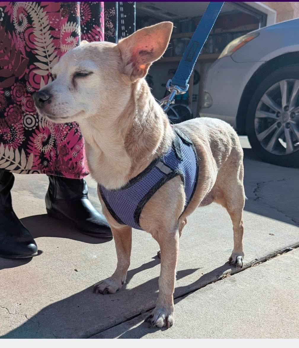 Molly, Adult Female unknown