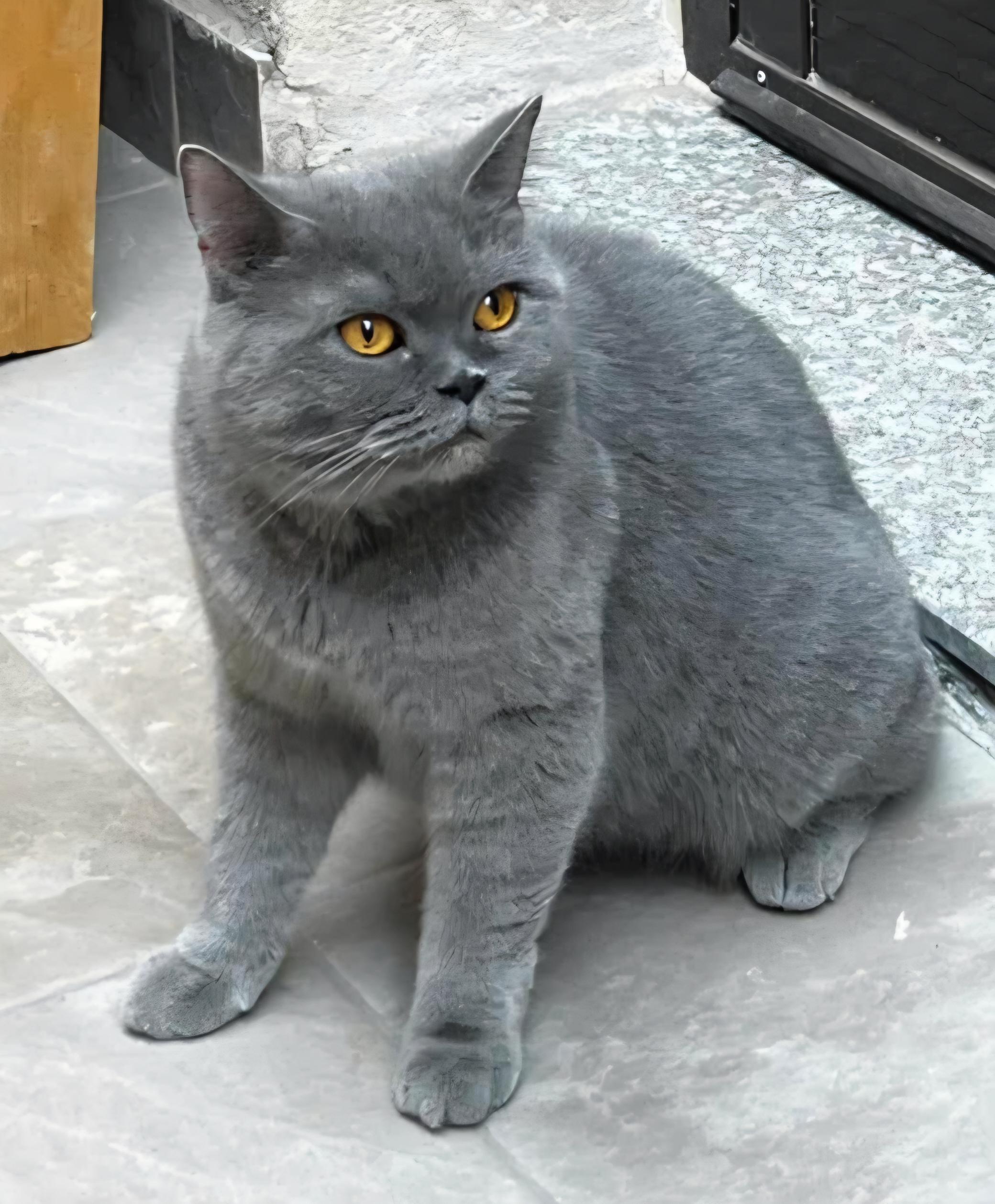 Enlarge Lily and kitten, a Adoptable British Shorthair in Snow Hill, MD image 4/4