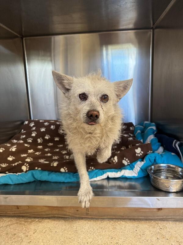 Angel, Adoptable, Adult Male Mixed Breed.