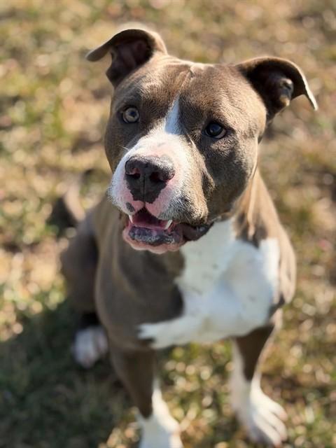 Enlarge CRASH, a Adoptable Pit Bull Terrier in Fairfield, CA image 1/1