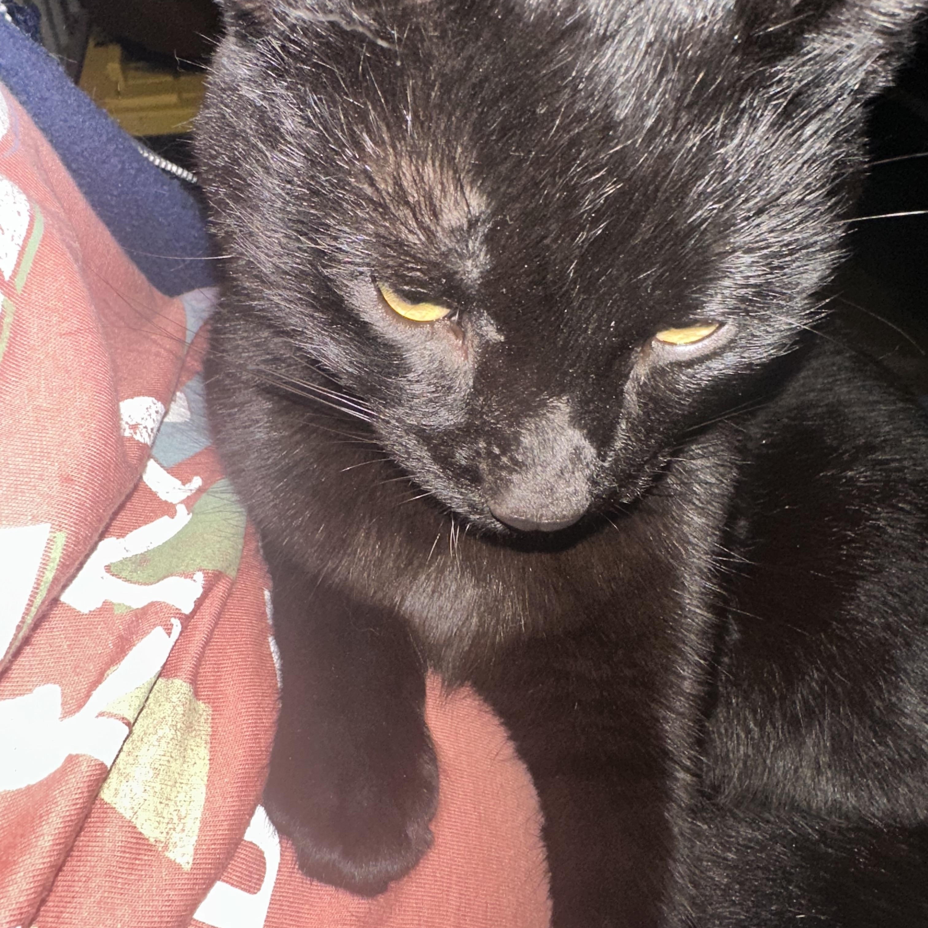 Enlarge Pepper Jax, an adopted Domestic Medium Hair in Marlette, MI image 5/5