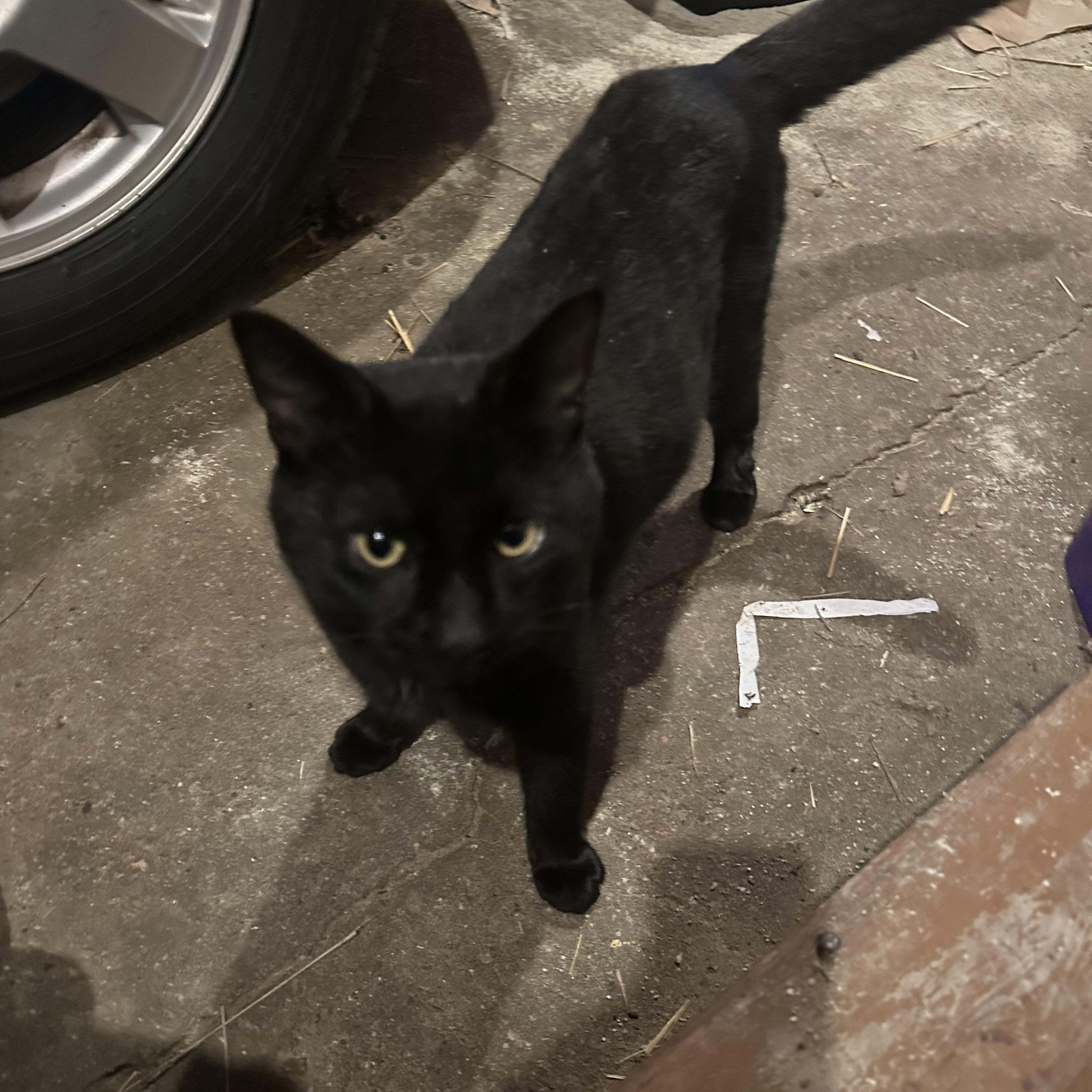 Enlarge Pepper Jax, an adopted Domestic Medium Hair in Marlette, MI image 1/5