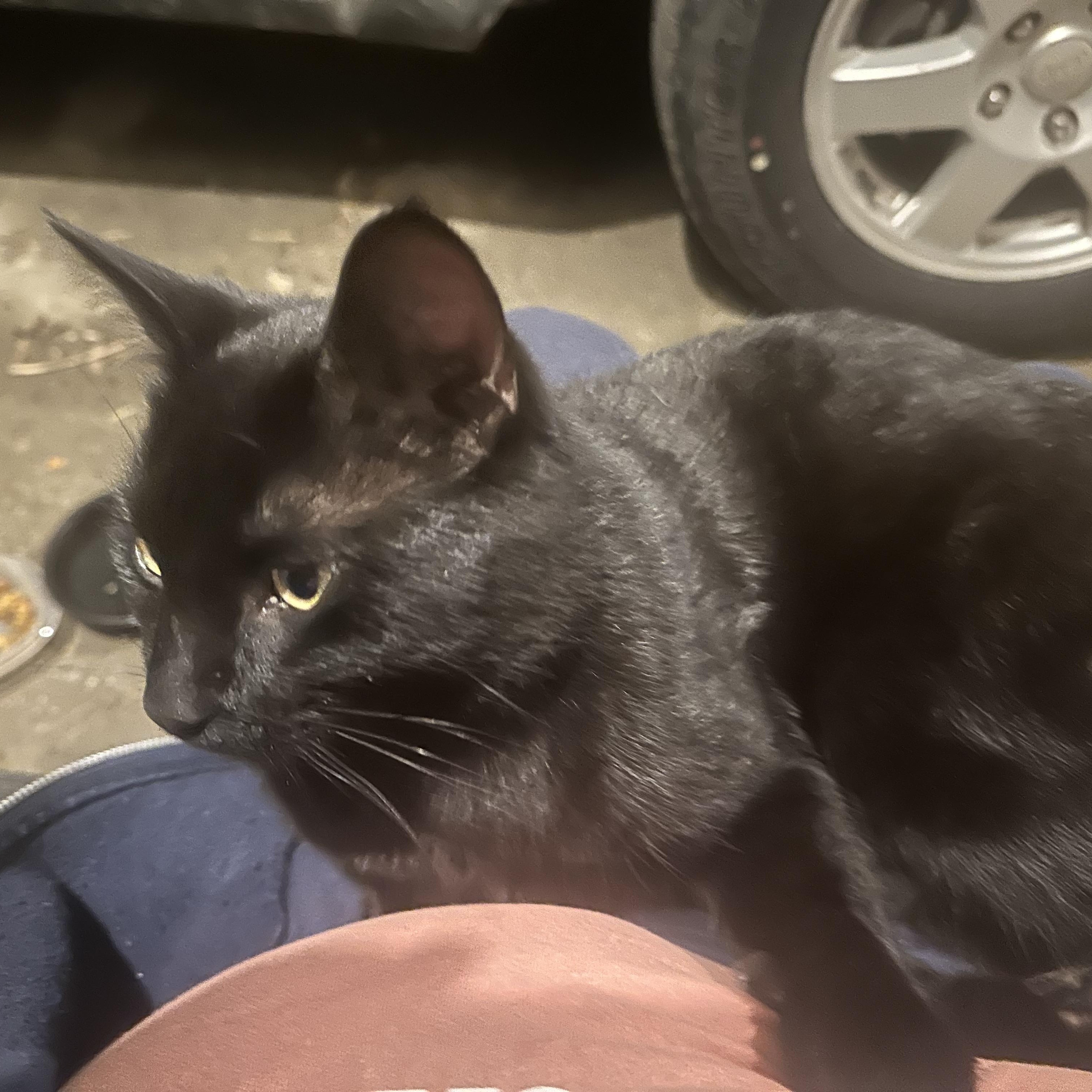 Enlarge Pepper Jax, an adopted Domestic Medium Hair in Marlette, MI image 2/5
