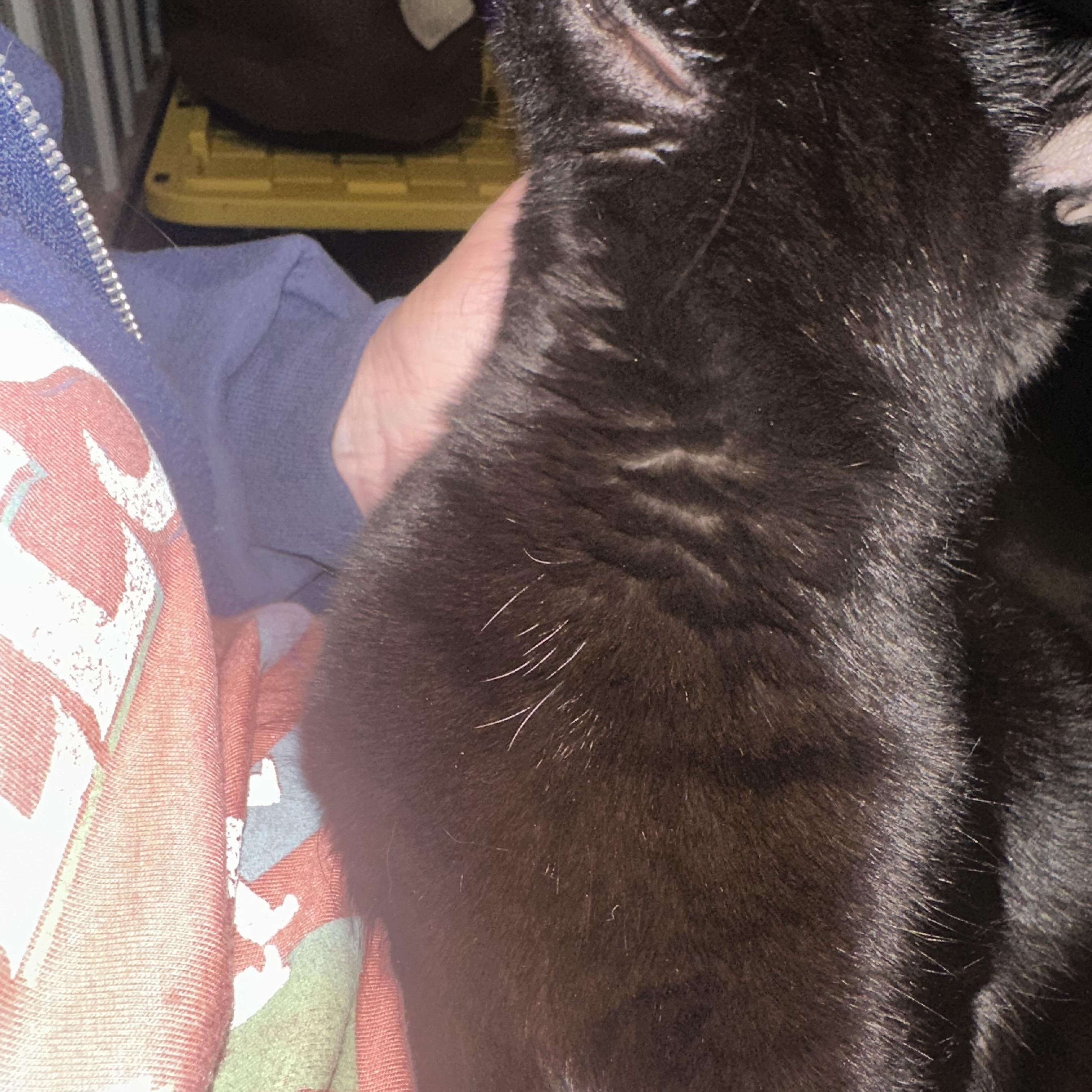 Enlarge Pepper Jax, an adopted Domestic Medium Hair in Marlette, MI image 4/5