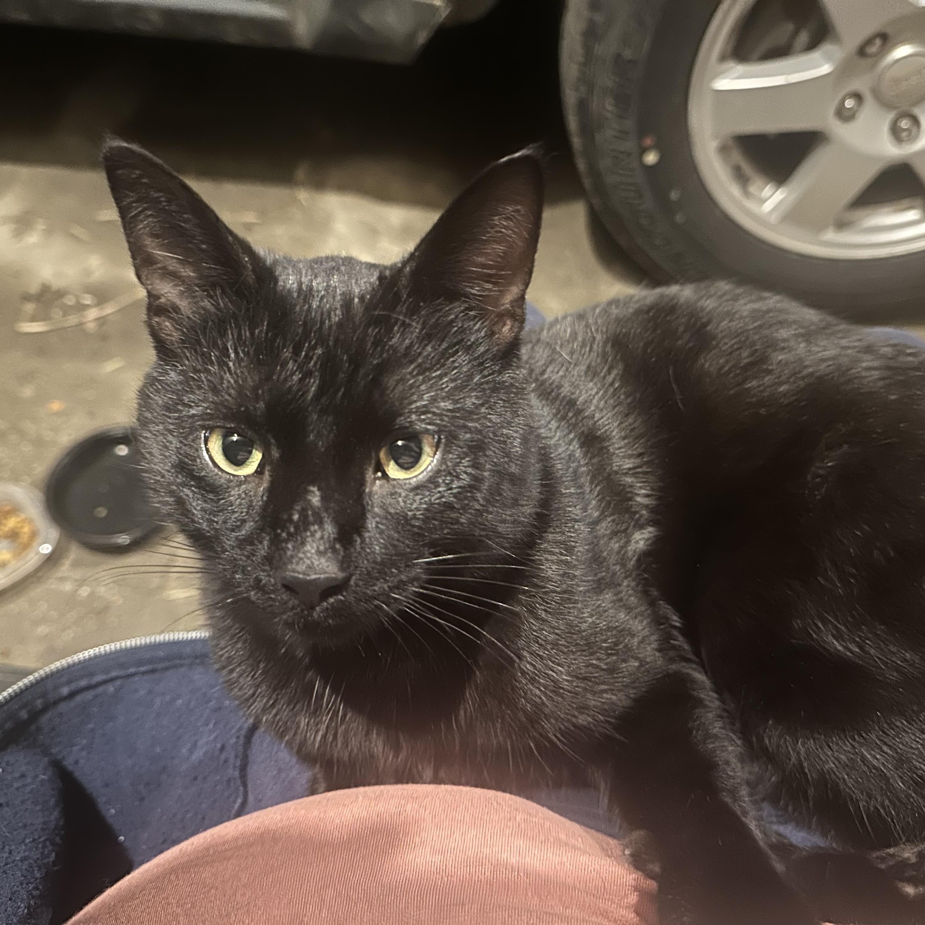 Enlarge Pepper Jax, an adopted Domestic Medium Hair in Marlette, MI image 3/5