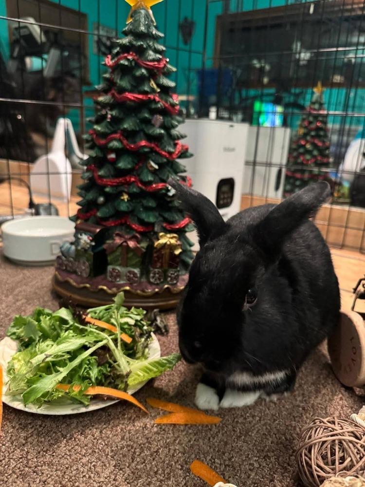 Tempest wants a friend!, Adoptable, Adult Male Havana.