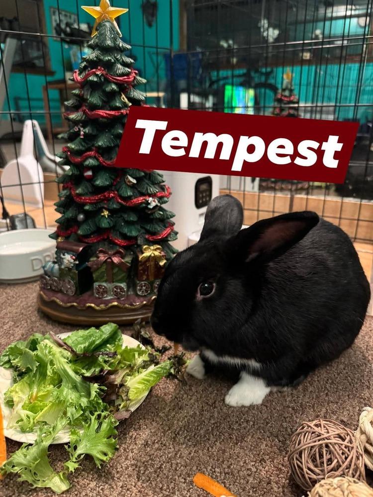 Enlarge Tempest wants a friend!, a Adoptable Havana in Melbourne, FL image 3/6