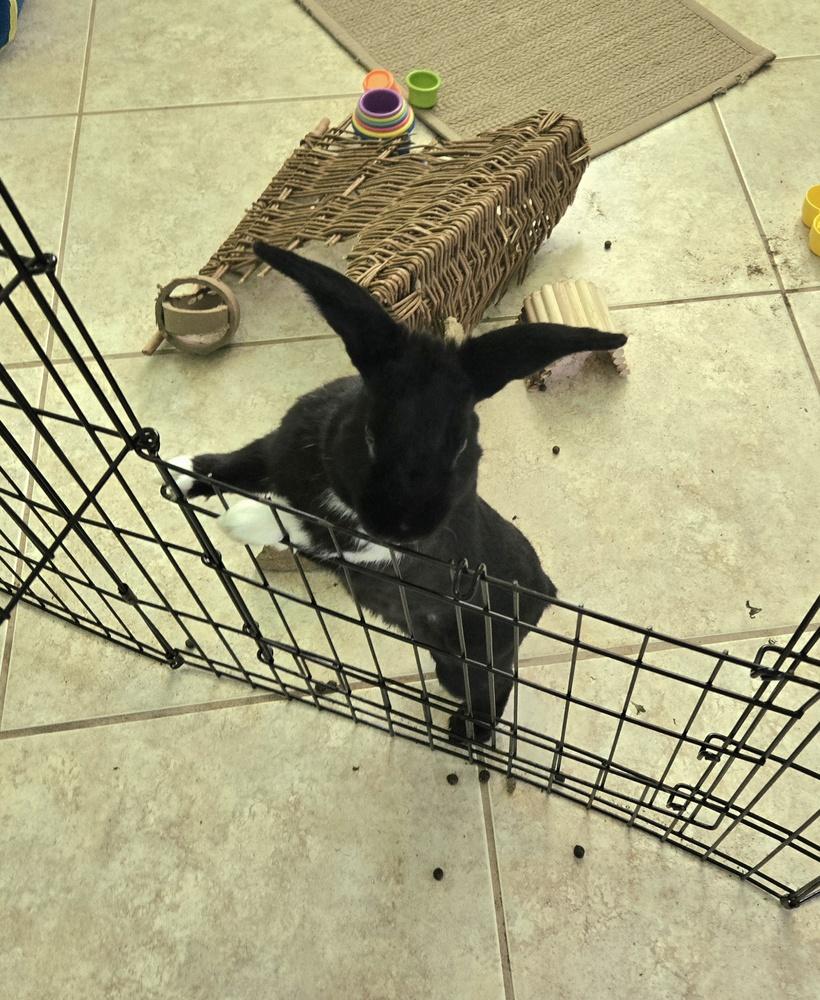 Enlarge Tempest wants a friend!, a Adoptable Havana in Melbourne, FL image 4/6